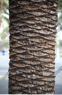 photo texture of palm bark 0007